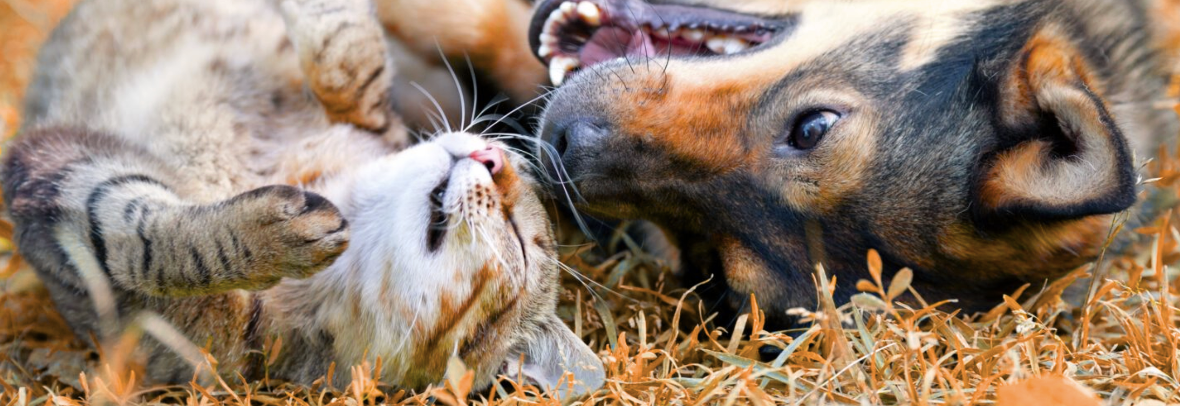 Dog and cat lying in grass